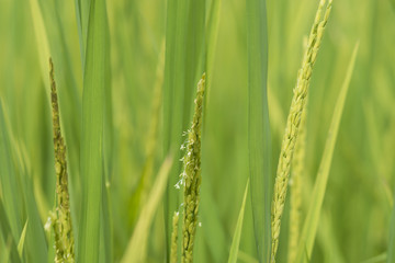 Fototapeta na wymiar Close up of rice flowering in the field