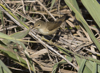 Reed warbler, Acrocephalus scirpaceus