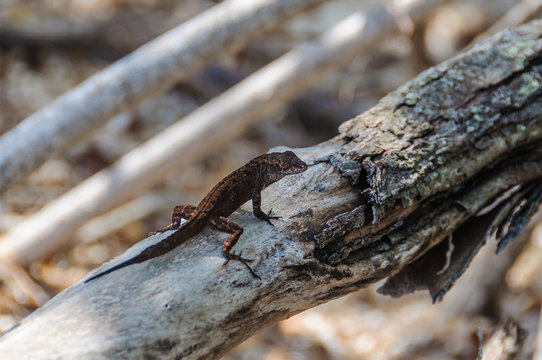 Small lizard in Cayo Levisa Island in Cuba