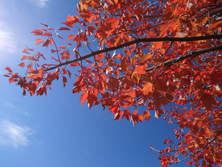 Bright red foliage with blue sky