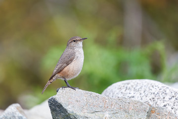 Rock Wren