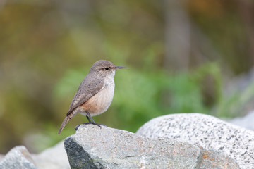 Rock Wren