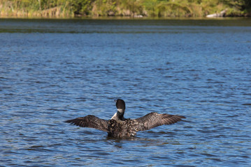 Common Loon