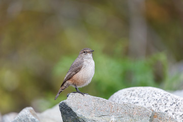 Rock Wren