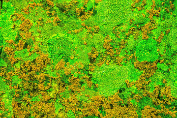 colorful mold, fungus on a rock, abstract nature background