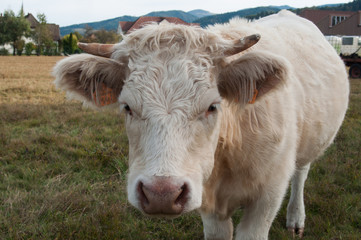 Fototapeta na wymiar vache blanche dans une prairie