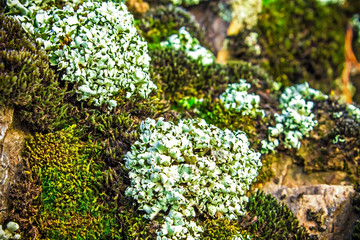 rock covered with moss and lichen, abstract nature background