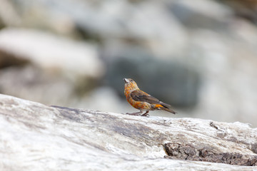 red crossbill