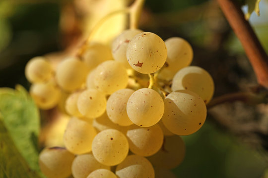 Vignoble charentais