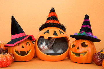 Small grey and white tabby kitten in the mouth of a pumpkin jar, peeking out curiously. Jack o...