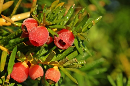 Weibliche Eibe (Taxus baccata) mit taubenetzten Fr&uuml;chten