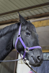 A closeup portrait of the head of a beautiful horse