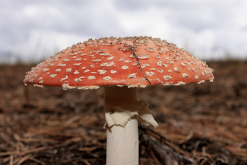 Mushroom umbrella