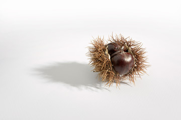Chestnuts on white