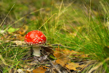 Amanita muscaria (fly agaric, fly amanita, toadstool) in autumn
