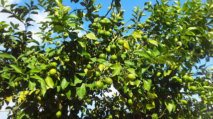 Fototapeta na wymiar Fresh green lemons on the tree