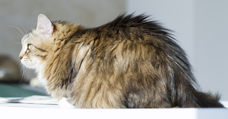 beautiful brown cat on the garden table