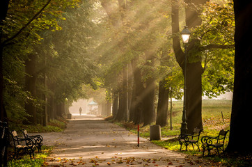 Fototapeta Park alley in the fog illuminated by the sun, with light beams visible obraz
