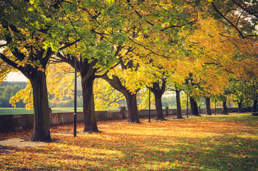 Autumn trees on Vistula riverbank, Krakow, Poland
