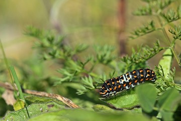 Jungraupe des Schwalbenschwanzes (Papilio machaon)
