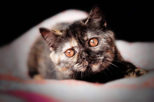 Rassekatze in black tortie