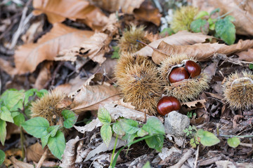 Chestnuts in husk in the wood