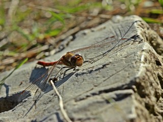 Große Heidelibelle (Sympetrum striolatum) auf Stein