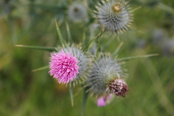 Schottische Distel, Mariendistel