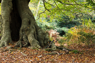 Woodland scene at the start of autumn