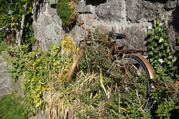 Altes, rostiges Fahrrad im Blumenbeet an Hauswand