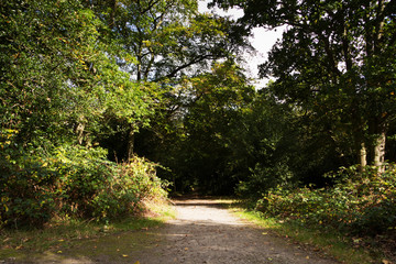 Woodland scene at the start of autumn