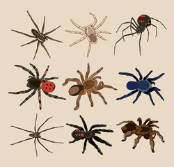 Vector of spiders set