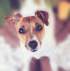 Jack Russel