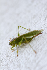 Grüne Heuschrecke (Nahaufnahme)