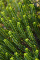 Soft focus of Hebe Green Globe plants