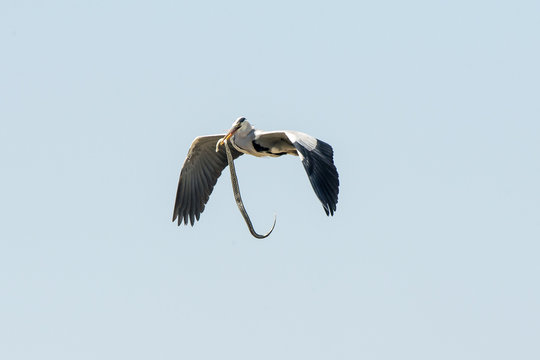 Airone Cenerino con preda