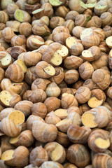 snails background
