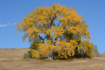 Majestic  autumn tree with yellow leaves in rural landscape