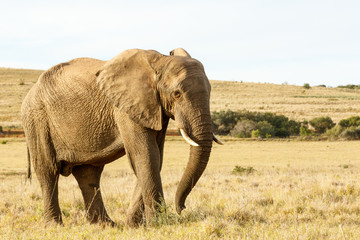 African Elephant Standing in a field of sort grass