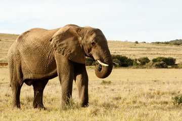 Fototapeta na wymiar I am eating grass in a field of yellow African Elephant