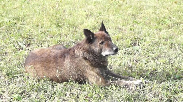 wolfhound, canis lupus
