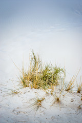 close up of plants in White Sands National  Park,  New Mexico