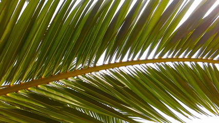 Obraz na płótnie Canvas Green Palm Leave