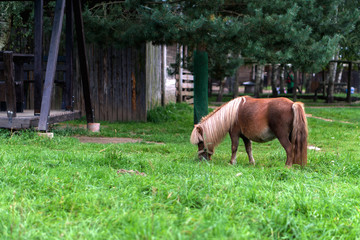 red pony grazing