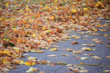 the leaves of maple and chestnut and autumn backgrounds. yellow leaves fell to the ground. fallen leaves under my feet. yellow to gray. there is a place for text