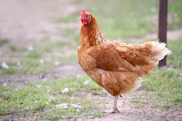 Chicken and cock on farm, shooting outdoors. Rustic theme.
