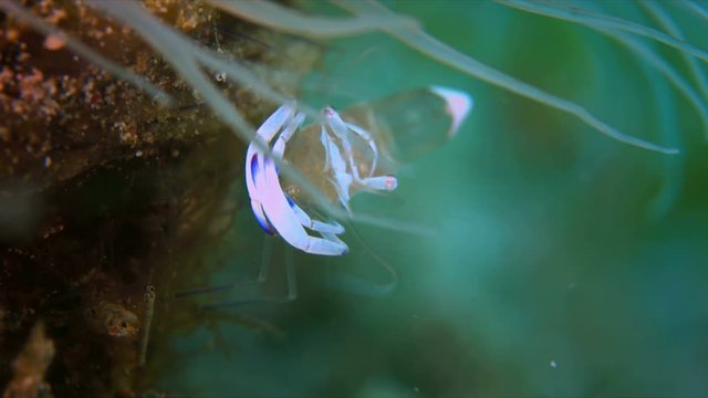 4k Close up of a Magnificent Anemone Shrimp, Commensal Shrimp - Palaemonidae, Ancylomenes magnificus. Skeleton shrimp in a tube