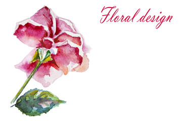Flowers rose with leaves, watercolor, illustration