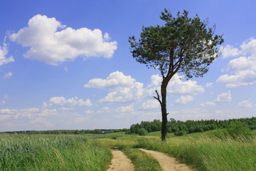 Fototapeta na wymiar Summer landscape. Wheat field and pine tree near the road 