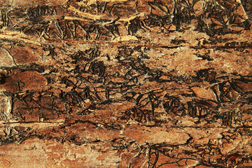 Wooden texture